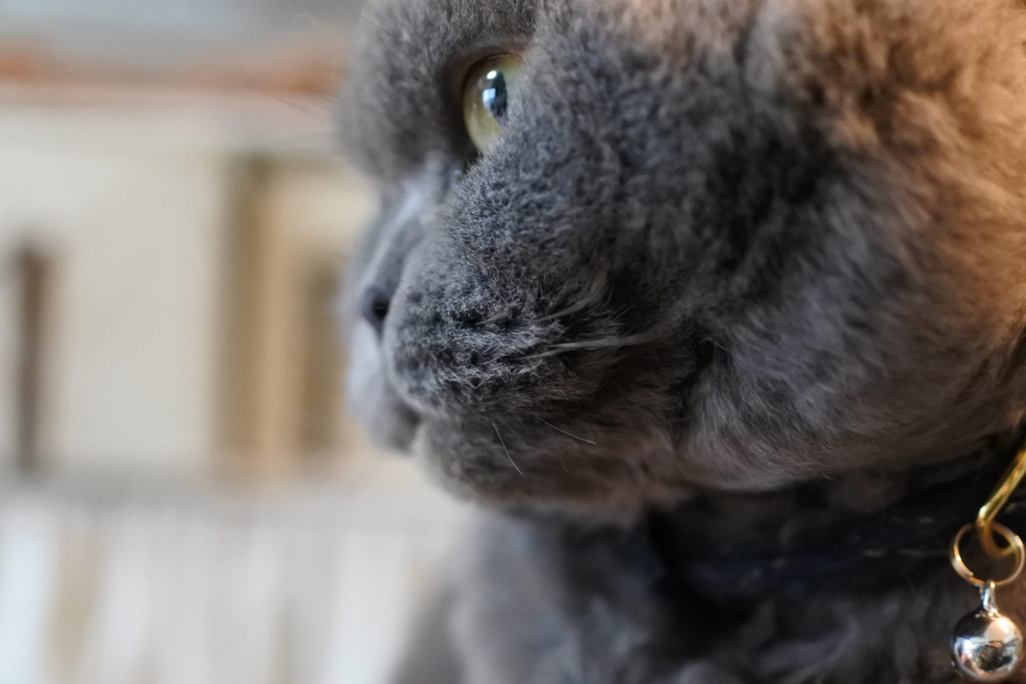 瑠璃様の毛繕いをお手伝い