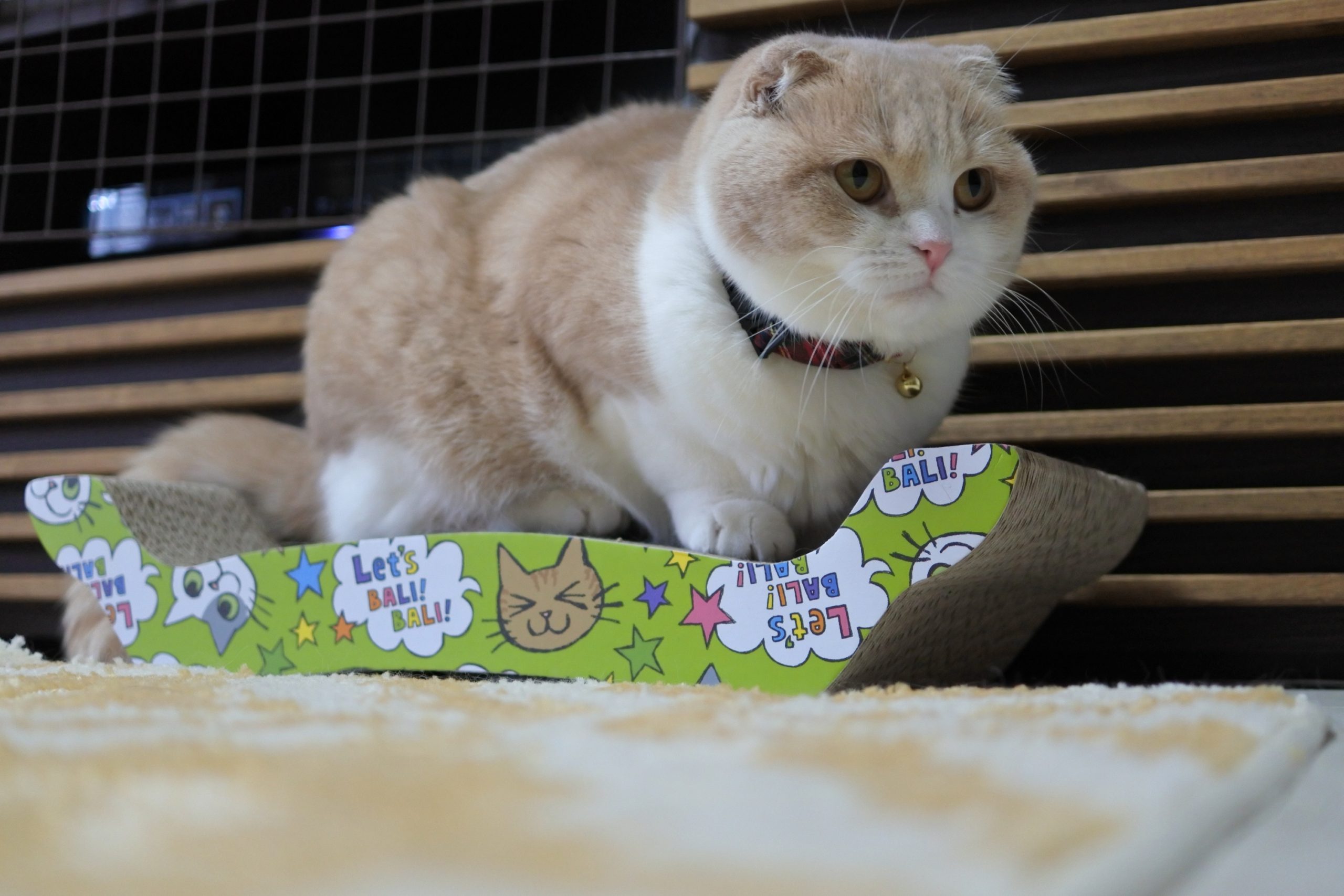 新しい爪とぎを購入しました