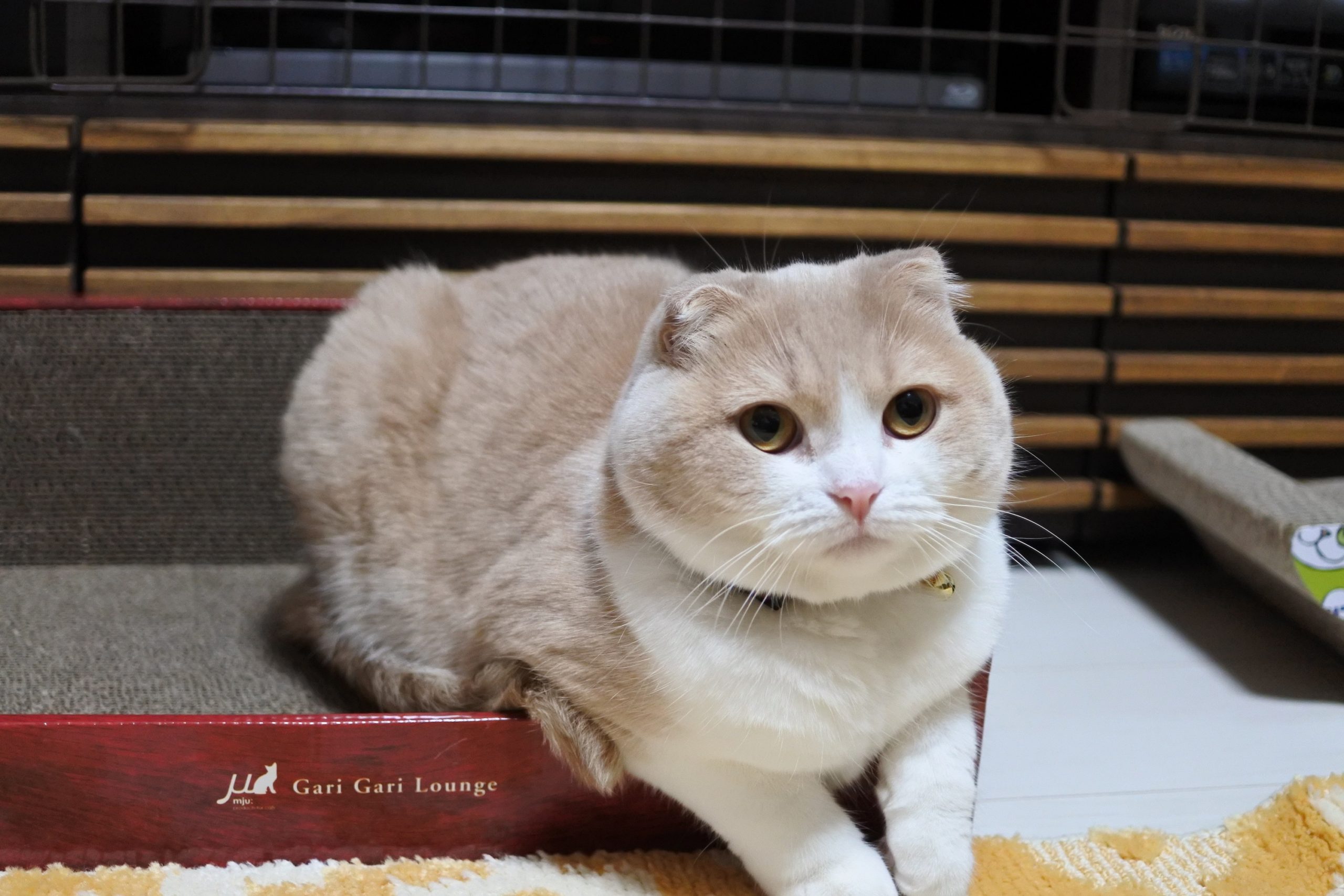 新しい爪とぎを追加購入。どっちを気に入るか？