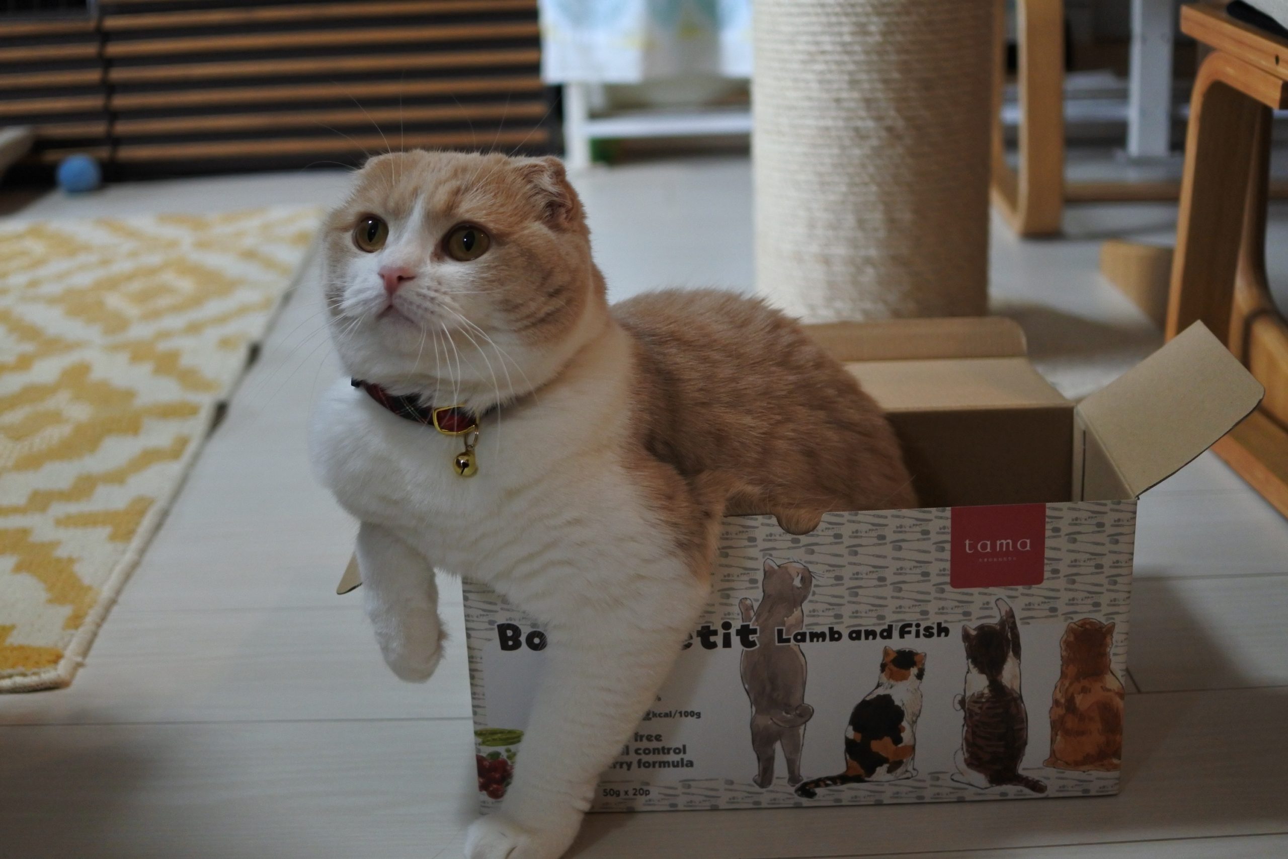 新しい箱は取り合いになる