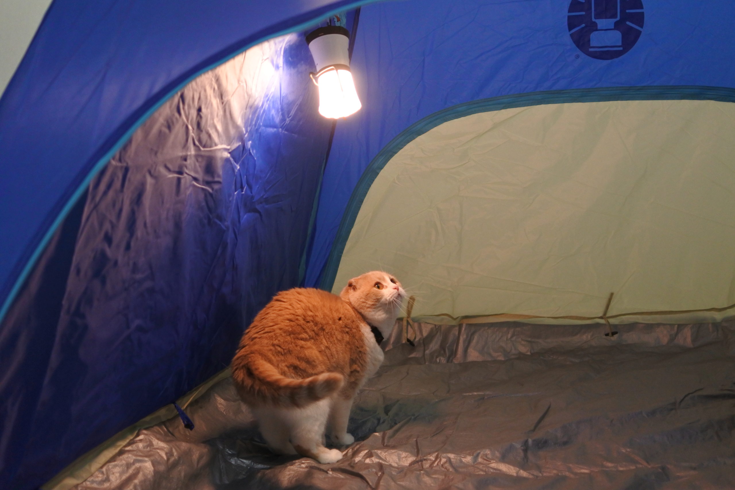 おうちキャンプ猫